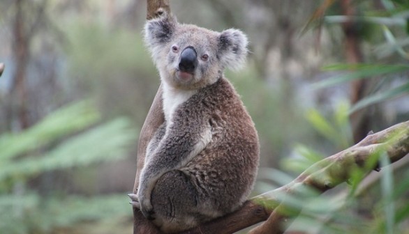 koala