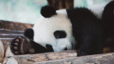 Sleeping Panda