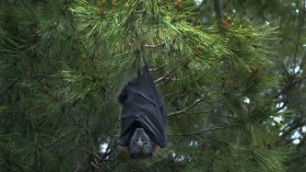 Black Bat under Tree