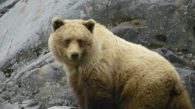Alaskan brown bear