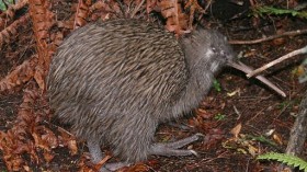 Kiwi Bird