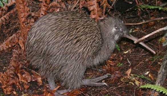 Kiwi Bird