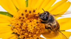 Black and Brown Bee