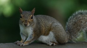 Brown and White Squirrel