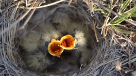 Two Yellow Chicks