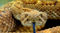 Rattlesnake in Arizona