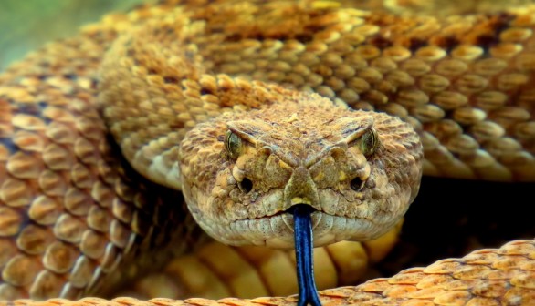 Rattlesnake in Arizona