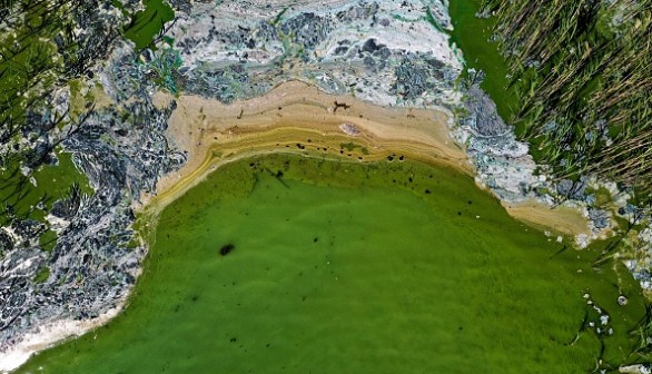 Algae Boom