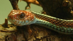 Garter Snake