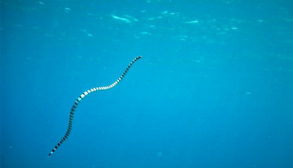Sea snake