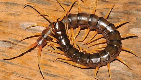 Centipede