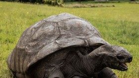 Seychelles tortoise