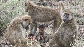 baboons