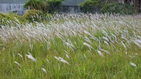 cogongrass