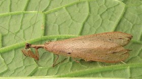  This is the winged male Dystacta tigrifrutex, or bush tiger mantis from Nyungwe National Park, southwestern Rwanda.