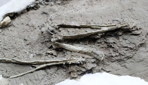  Fossilised pterosaur mandible 