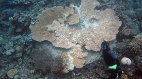 Coral reef disease