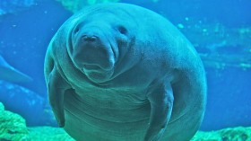 Manatee