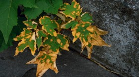 brown and green maple leaf