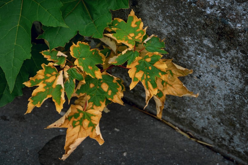 brown and green maple leaf