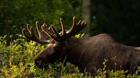 Bull Moose