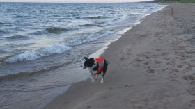 border collie patrols Lake Michigan beach