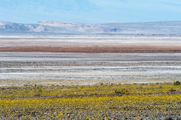 Wildflowers are seen near the salt flats in Death Valley National Park