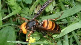 Asian Giant Hornet