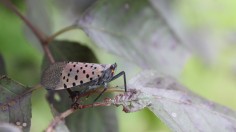 Lanternfly