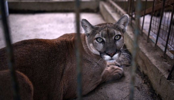 Mountain Lion 