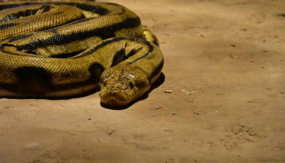 Scientists May Rely on Radioactive Snakes in Fukushima to Detect Fallout in Disaster Zone