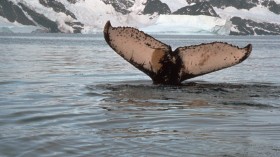 humpback whale