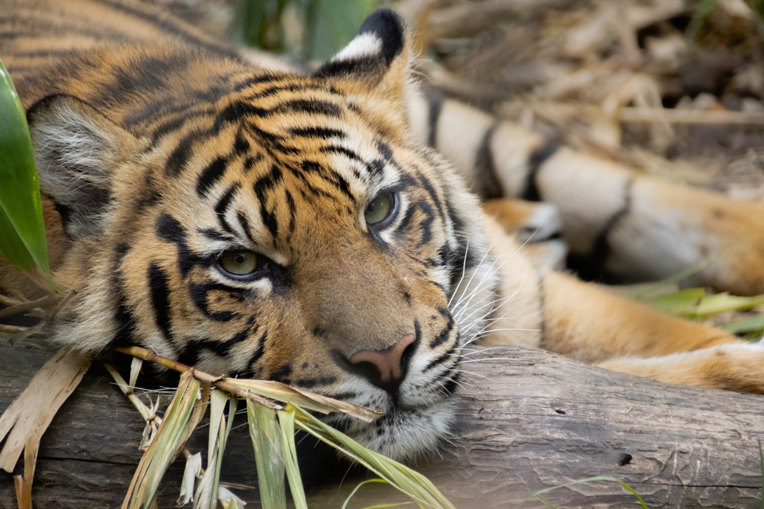 Endangered Sumatran Tiger: Mother and Cubs Found Dead in Traps Set by  Poachers | Nature World News