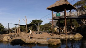 Taronga Zoo 