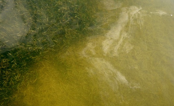 Orange filefish inhabit seagrass beds