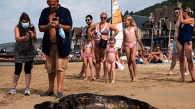 Tourists taking a photo of a seal 