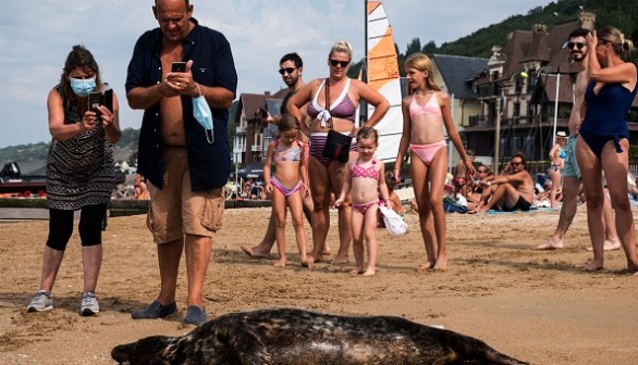 Tourists taking a photo of a seal 