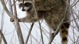 Raccoon