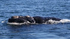 Right Whale