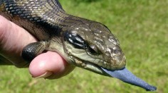Blue-tongue Lizard