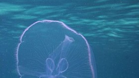 Comb jelly 