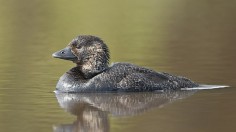 Musk Duck