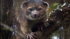 Olinguito at Tandayapa Bird Lodge, Ecuador