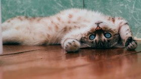 Cat Lying Down