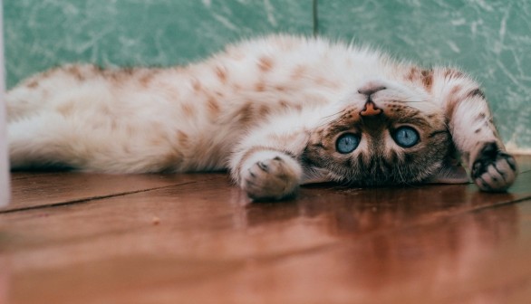 Cat Lying Down