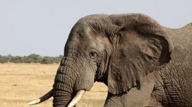 African elephant