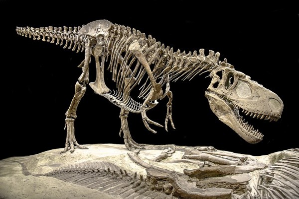 Recent Discovery Shows How There Might Actually be Three T-Rex Species ...