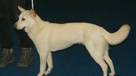 Jindo Dog