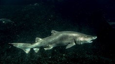 Bull shark