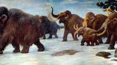 Wooly Mammoths